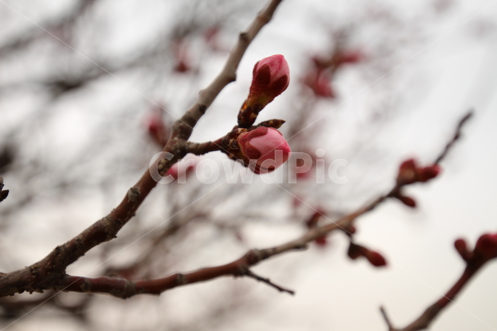 꽃,봄,힐링,꽃잎,스프링,4월,따뜻,식물,자연,plants,nature