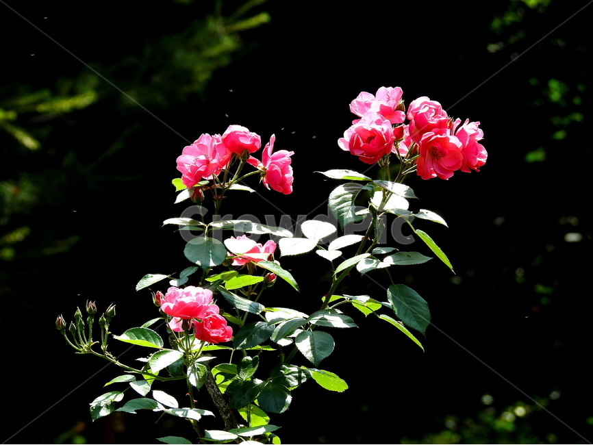 식물,꽃,장미,rose,plant,식물,자연,plants,nature,꽃,flower