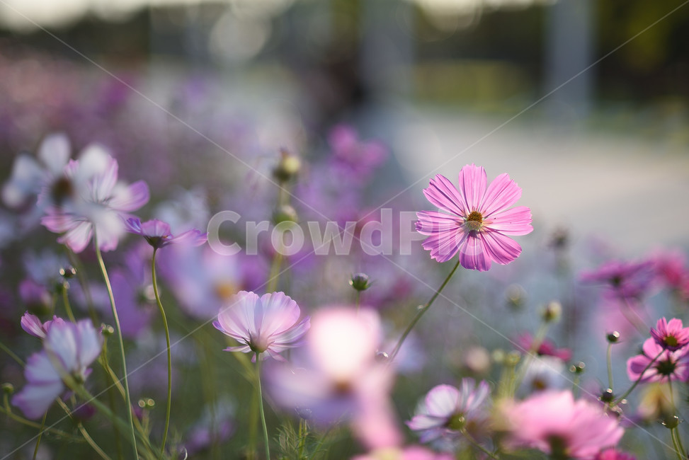 코스모스,식물,풍경,꽃,야생화,가을꽃,flower,가을,가을,계절,fall,autumn,season,식물,자연,plants,nature,꽃,flower,plant,blossom,geranium,제라늄