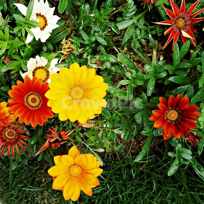 오스테오스펄멈,꽃,봄,자연,식물,아프리카원산,아프리칸데이지,flower,plant,floral,garden,Osteospermum,디모르포테카,데모루,오스테오스퍼멈,생생함,노랑,빨강,주황,잎,꽃잎,암술,수술