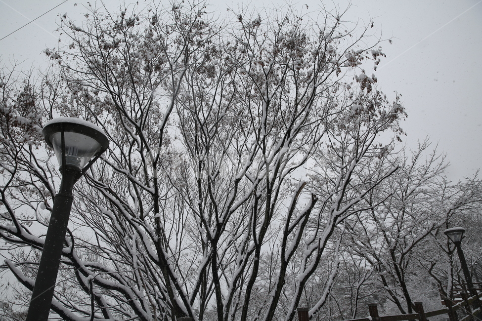 겨울,자연,nature,눈,snow,눈꽃,추위,겨울,계절,winter,season
