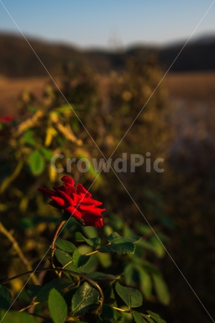 가을사진,가을,풍경사진,풍경,가을풍경,식물,자연,plants,nature,꽃,flower,감성,sensible,feeling