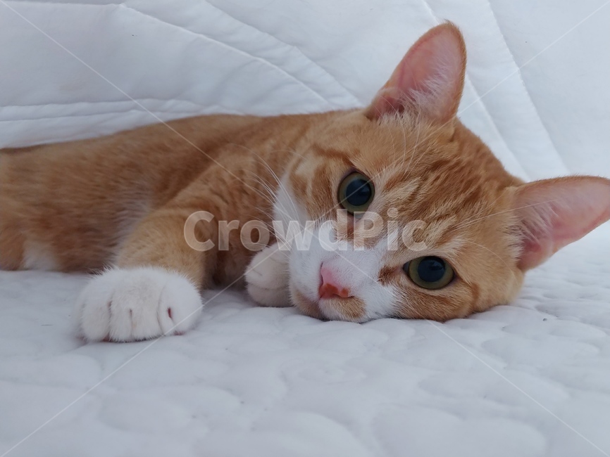 고양이,동물,냥,반려묘,가정묘,집사