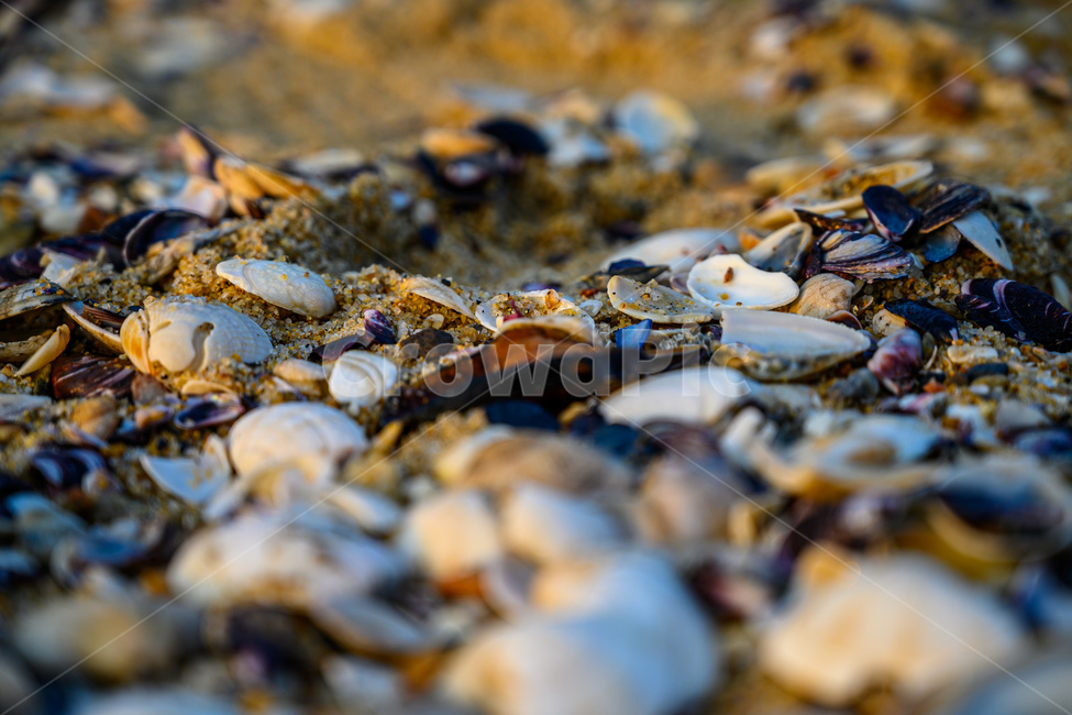 해변,모래,자갈,조개,ocean,sea,water,sand