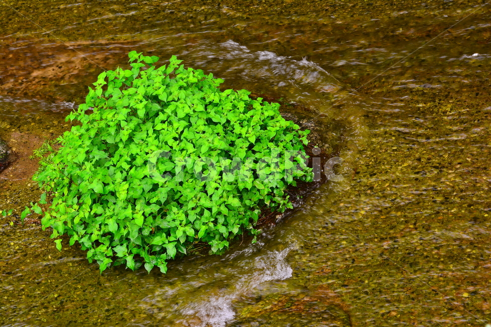 봄이미지,새순,새잎,수생식물,시냇가,개울가,물살,흐르다,풀,초본,plant,green,water,stream,냇물,투명한,봄,계절,spring,season,식물,자연,plants,nature