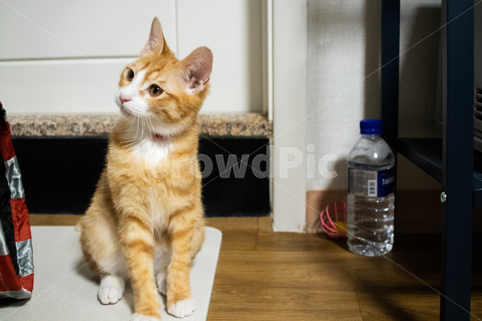 고양이,아깽이,아기고양이,치즈태비,코숏,코리안숏헤어,동물,animal,포유류,mammal,고양이,cat,kitten,kitty