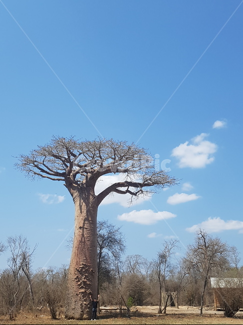 바오밥,어린왕자,아프리카,자연,나무,tree,plant,식물,treetrunk,나무줄기,symbol,상징,마다가스카르,구름,하늘,색감,배경,감성,nature,sky,식물,자연,plants,nature,나무,trees,wood