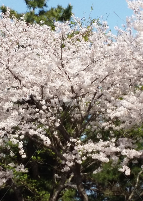 벚꽃,봄,나무,spring,눈꽃,봄,계절,spring,season,plant,식물,flower,꽃,blossom