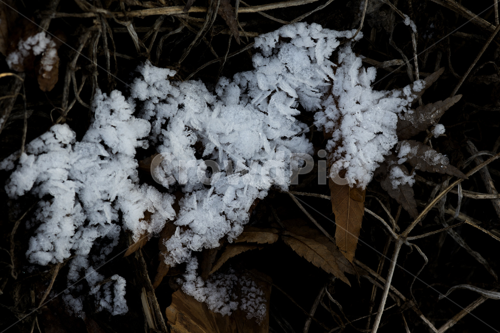 outdoors,옥외,ice,nature,눈,snow,서리,frost,자연,성애,얼음,빙,겨울