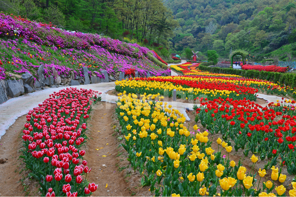 무등산,동적골,튤립축제,철쭉,노랑,빨강,봄,계절,패턴,tulip,튤립,plant,식물,blossom,flower,꽃,자연,풍경,nature,landscape