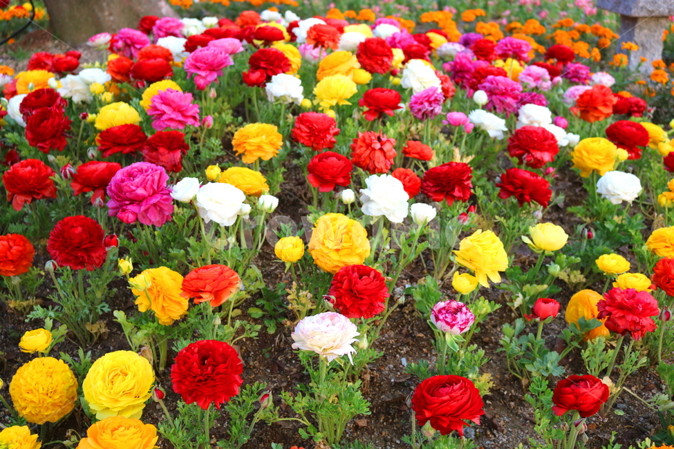 라넌큘러스,꽃,라넌큘러스꽃,식물,숙근초,꽃밭,식물,자연,plants,nature,꽃,flower