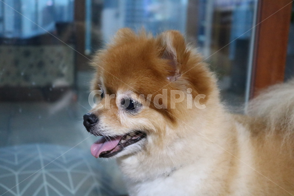 강아지,포메라니안,dog,puppy,곰돌이컷,포메라이언,adog,cute,adorable,active,animal,play,playwithdog,pomeranian,귀여운,사랑스러운,개,활기찬,행복한,동물,반려견,포유류,mammal,doggy,동물,animal,포유류,mammal,개,강아지,dog,doggy