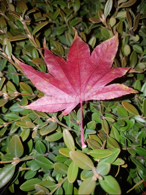 단풍,떨어진단풍,가을,단풍잎,빨간단풍잎,가을,계절,fall,autumn,season,plant,식물,leaf,잎,tree,나무