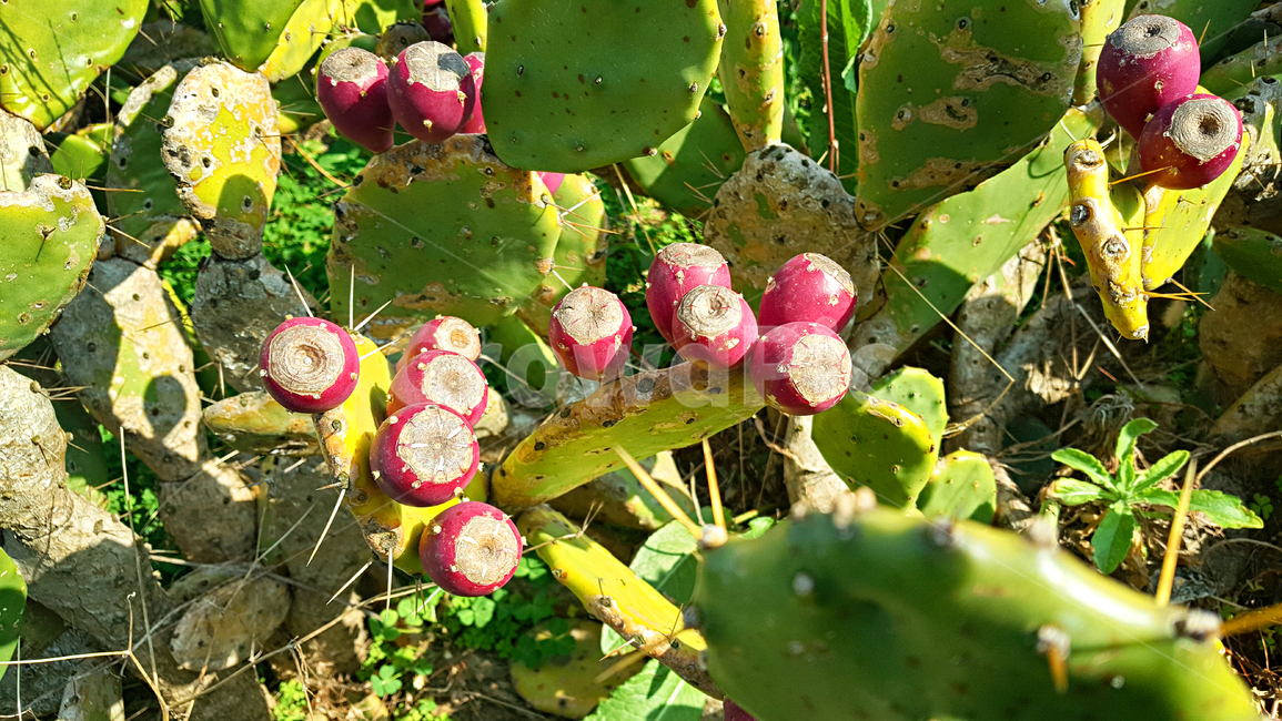 선인장,백련초,자연,옥외,plant,식물,cactus