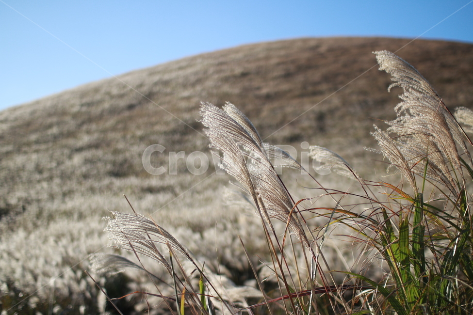 갈대,가을,가을바람,가을모습,가을감성,가을,계절,fall,autumn,season