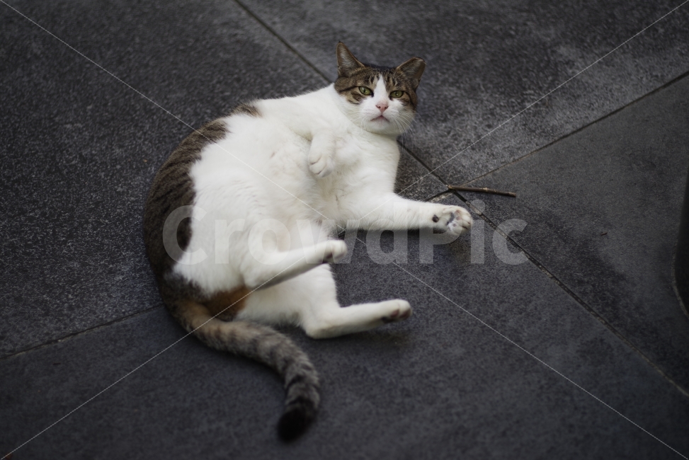 	고양이,길고양이,길냥이,애완동물,반려동물,생명,자연,야생,야생동물,야생고양이,미묘,미냥,cat,kitty,kitten,cute,lovely,adorable,pet,animal,street,streetcat,stray,straycat,wild,wildlife,wildcat,wildanimal,nature,natural,beauty,beautiful,동물,animal,포유류,mammal,고양이,cat,kitten,kitty