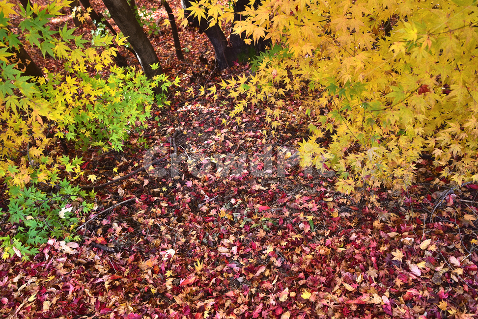 가을,단풍,한국자연경관,한국자연풍경,단풍잎,가을배경,계절,시즌,autumn,fall,background,maple,outdoor,야외,옥외,아웃도어,자연,배경,바탕,백그라운드,환경,tree,plant,leaf,natural,environment,forest,단풍숲,힐링,healing,잎,낙엽,늦가을,가을,계절,fall,autumn,season,식물,나무
