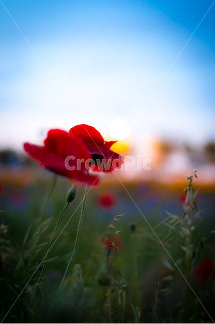 양귀비,풍경,감성,보케,plant,식물,flower,꽃,식물,자연,plants,nature,꽃,flower