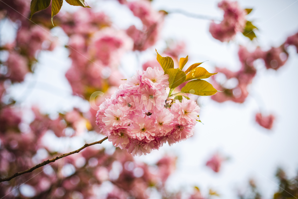 벚꽃,겹벚꽃,감성,분홍,핑크,봄,봄꽃,cherryblossom,blossom