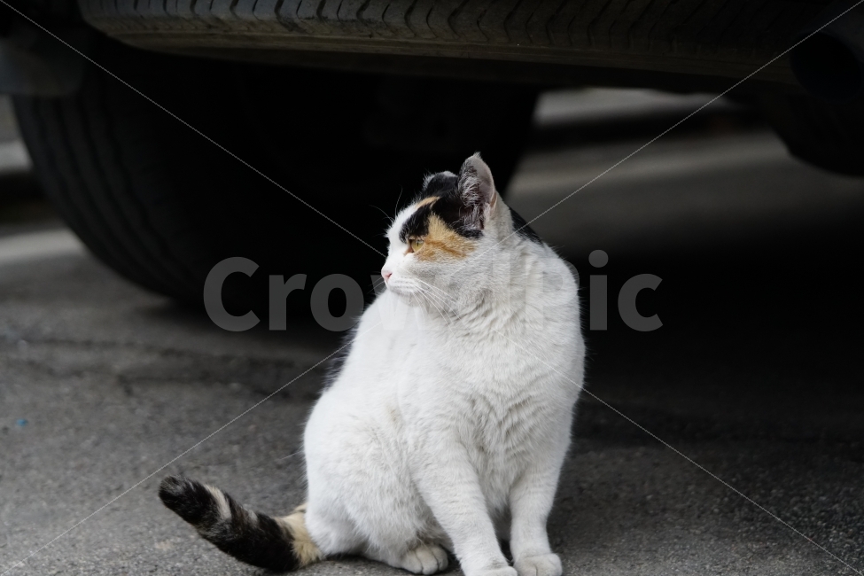 고양이,길고양이,들고양이,삼색고양이,삼색털고양이,냐옹,냐옹이,동물,애완동물,반려동물,애완묘,반려묘,cat,pet,animal,암컷,수컷,자동차,타이어,바퀴,꼬리,아스팔트,야옹이,포유류,흰색,스냅,snap,동물,animal,고양이,cat,kitten,kitty,포유류,mammal