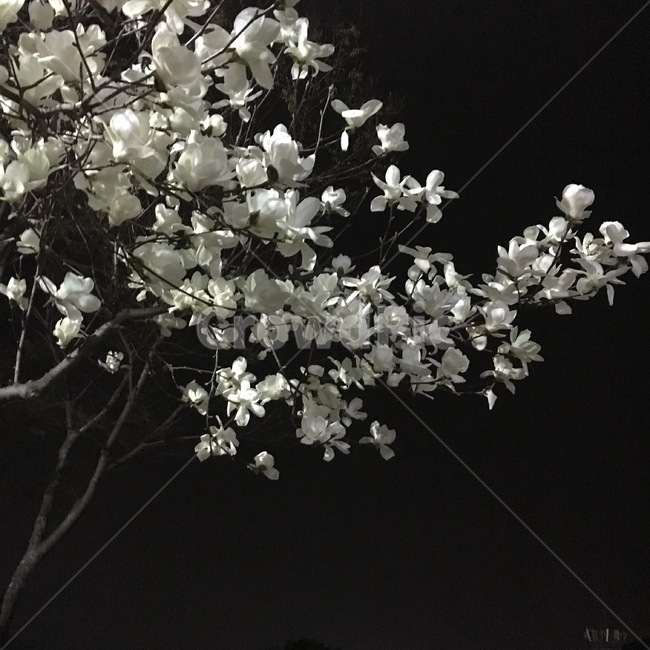 목련,밤,꽃,봄,흑백