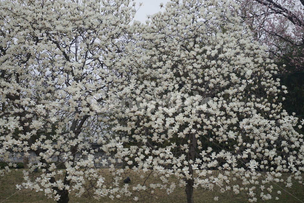 plant,식물,blossom,꽃,flower,목련,식물,자연,plants,nature,꽃,flower