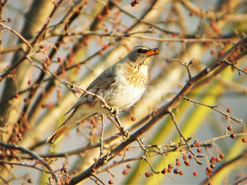 노랑지빠귀,참새목,지빠귀과,겨울철새,조류,동물,자연,동물,animal,조류,새,birds