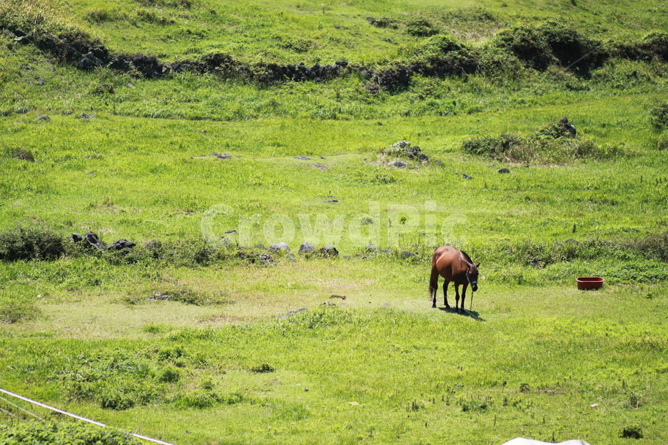 field,들,nature,자연,outdoors,옥외,grassland,목초지,말,동물,산책,둘레길,필드,풀밭,풀,여름,초록,연두,연두색,초록색,초원,동산,animal,자연,풍경,nature,landscape,동물,animal,포유류,mammal,목축업,목장,livestock farming,ranching,pasture