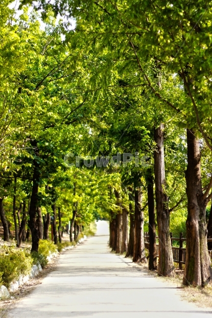 nature,lake park,tree,Ilsan Lake Park,Ilsan,Metasequoia Road,summer