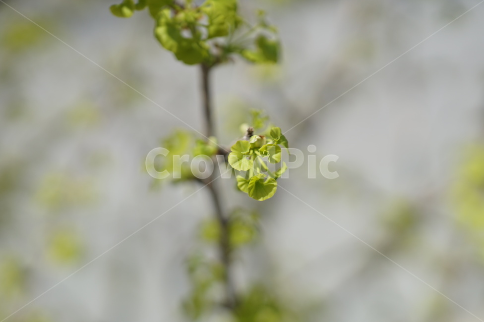 plant,식물,은행,새싹,새잎,시작,식물,자연,plants,nature