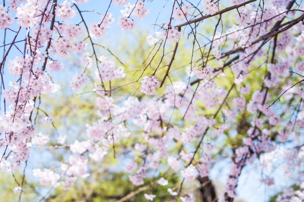 벚꽃,봄,색감,일상,스냅,수양벚꽃,핑크,식물,자연,plants,nature,봄,계절,spring,season,꽃,flower,plant,blossom,cherry blossom