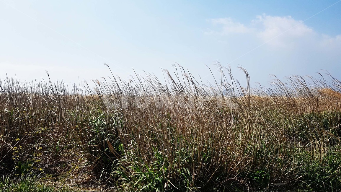 갈대,하늘,구름,들판,식물,자연,바람,제주도,자연,풍경,nature,landscape,식물,plants,plant,grass,잔디,lawn,reed