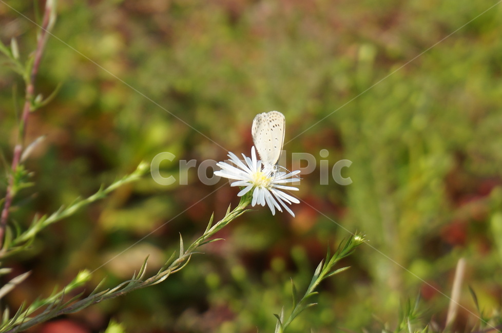 식물,곤충,나비,꽃,flower,plant,butterfly