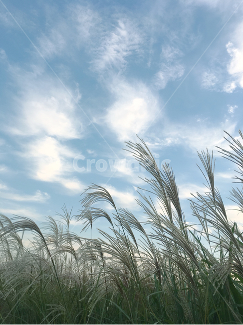 하늘공원,갈대,구름,하늘,가을,억새,공원,자연,가을,계절,fall,autumn,season,자연,풍경,nature,landscape,plant,식물,grass,잔디,lawn
