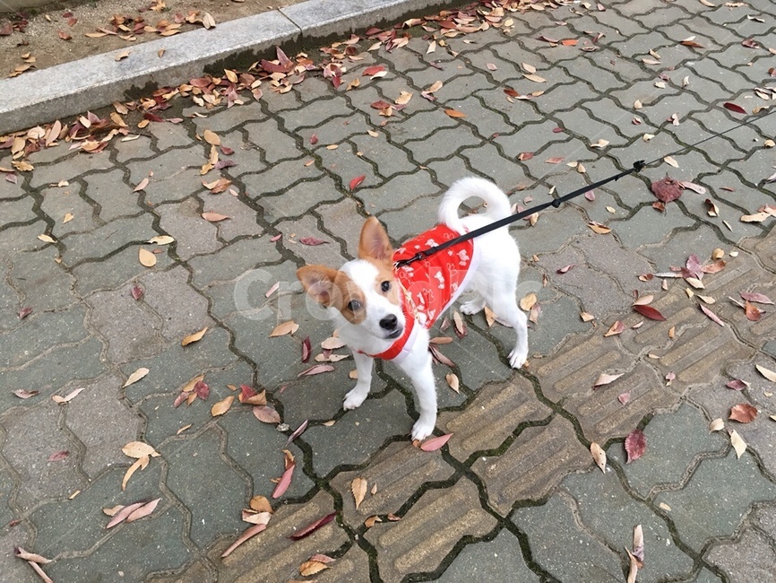 강아지,강아지산책,산책,믹스견,귀여운강아지