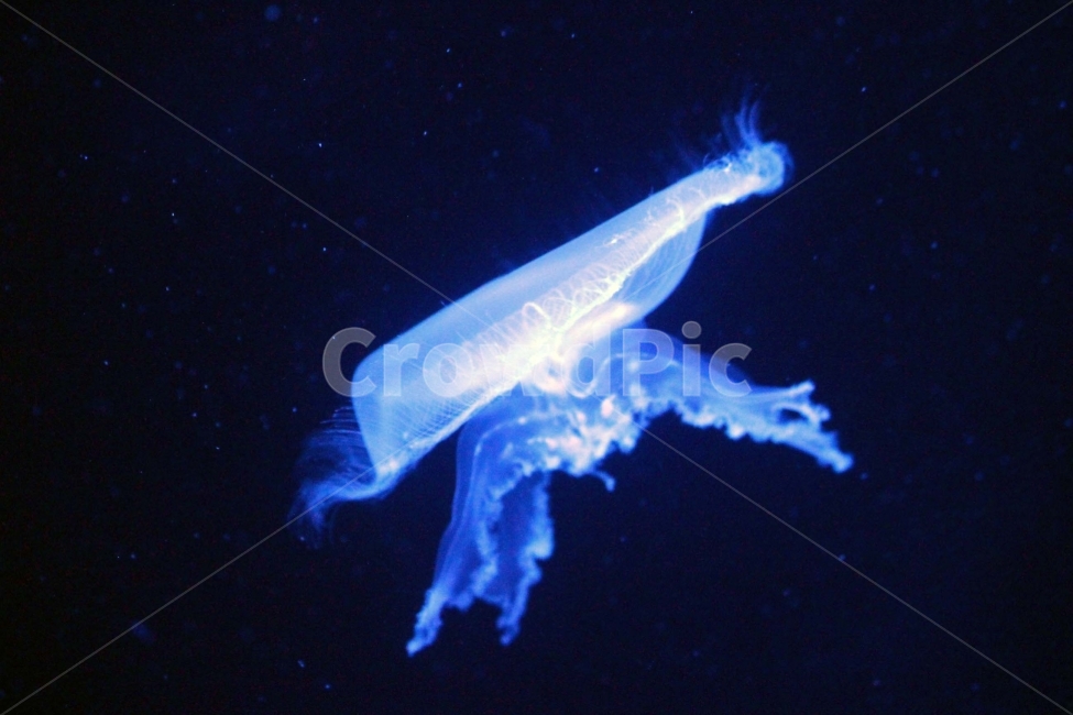 해파리,젤리피쉬,jellyfish,수족관,바다,투명,파란색,동물,물고기,동물,animal