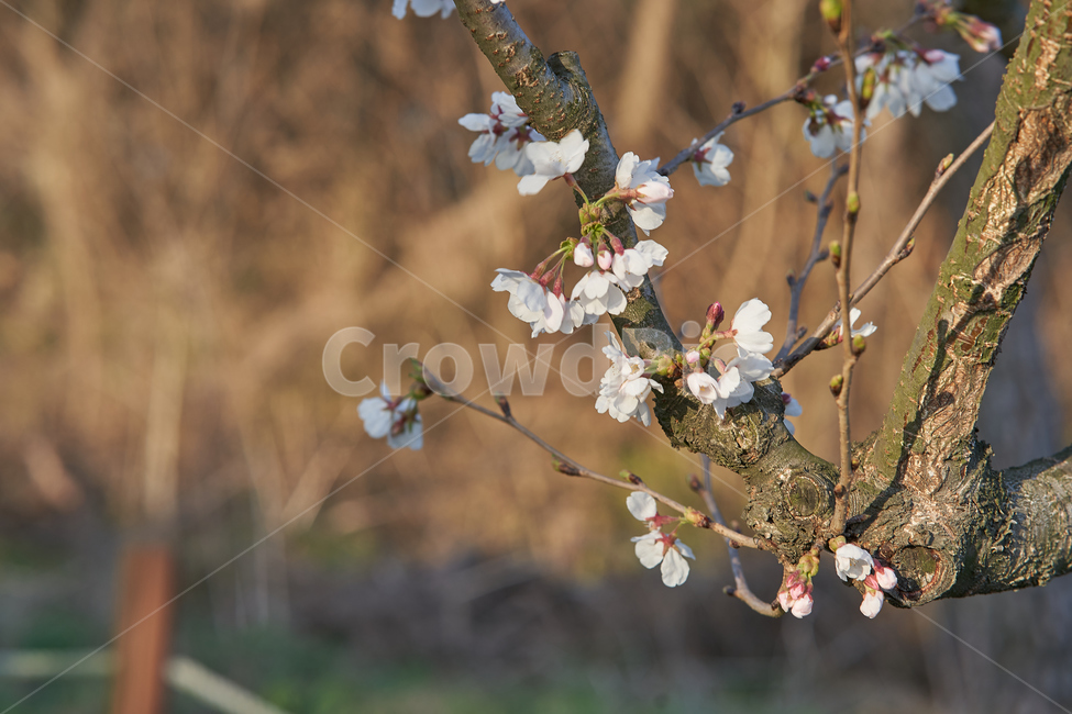 spring,flowers,botanical,봄,꽃