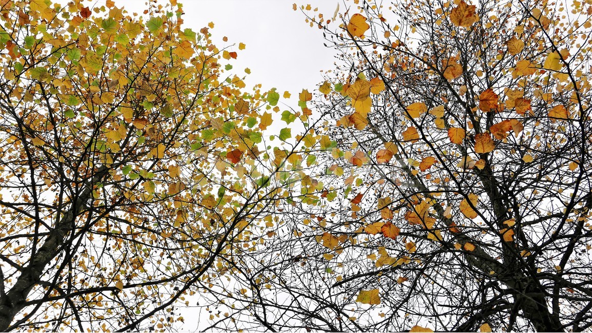 나무,낙옆,단풍,울긋불긋,가을,화려함,가을,계절,fall,autumn,season,식물,자연,plants,nature,tree,plant,leaf,잎