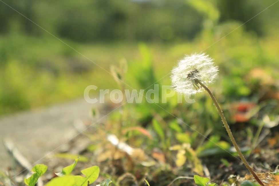 민들레,민들레홀씨,홀씨,자연,식물,햇빛,풍경,풍경사진,식물,자연,plants,nature,꽃,flower