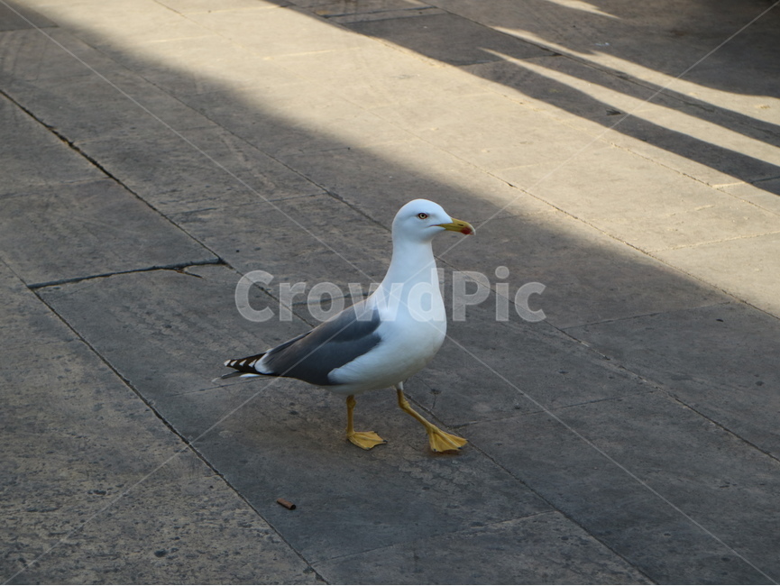 갈매기,동물,새,야생,bird,animal