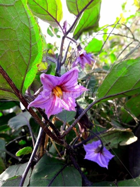 가지별꽃,eggplantflower,가지꽃,eggplant,가지,꽃,flower,채소,야채,식물,plant,식물,자연,plants,nature,꽃,flower