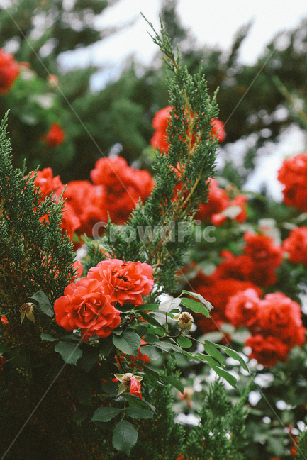 꽃,감성사진,장미,여름,자연,풍경,일상,rose,red,식물,자연,plants,nature,꽃,flower