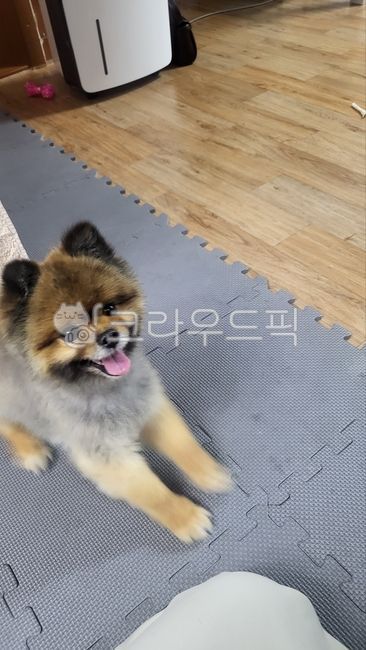 black form,puppy,pomeranian,animal,cute pet
