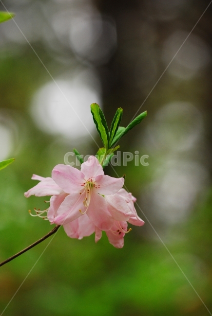 철쭉꽃,봄꽃,연분홍,봄이미지,산에서,식물,꽃,나무꽃,토종,우리꽃,꽃술,꽃송이,꽃잎,보케,빛망울,아름다운,다소곳,한국적,수줍음,초록,산에피는꽃,식물,자연,plants,nature,꽃,flower