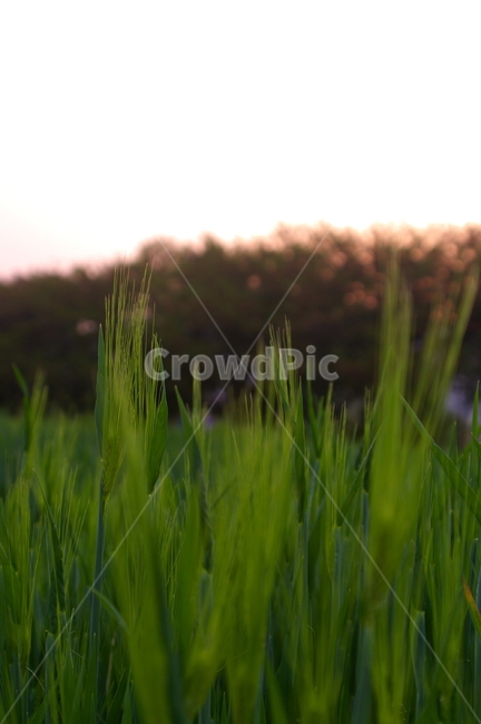 보리,보리밭,식물,plant,초록