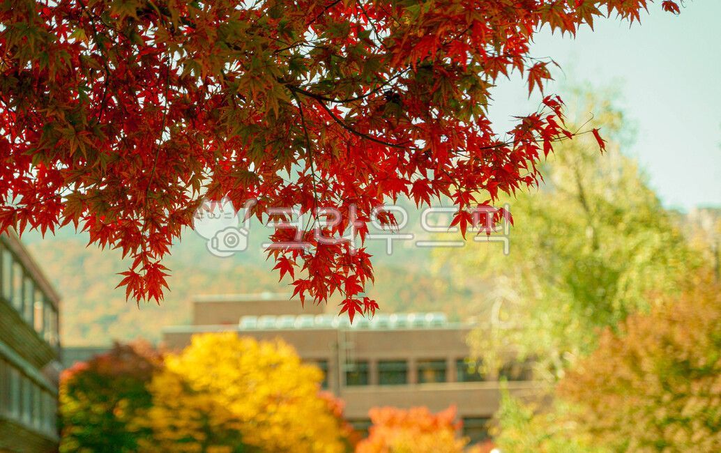 가을캠퍼스,캠퍼스,대학건물,대학교,학교,가을,가을날,leaf,잎,plant,식물,tree,나무,maple,단풍,가을,계절,fall,autumn,season