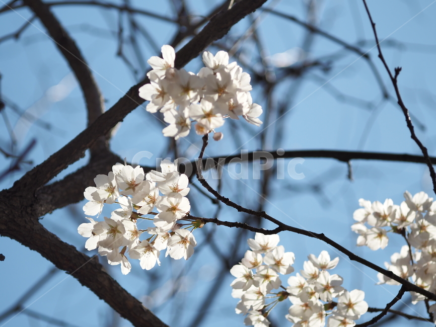 봄,벚꽃,하늘,flower,blossom,plant,식물,꽃,나무
