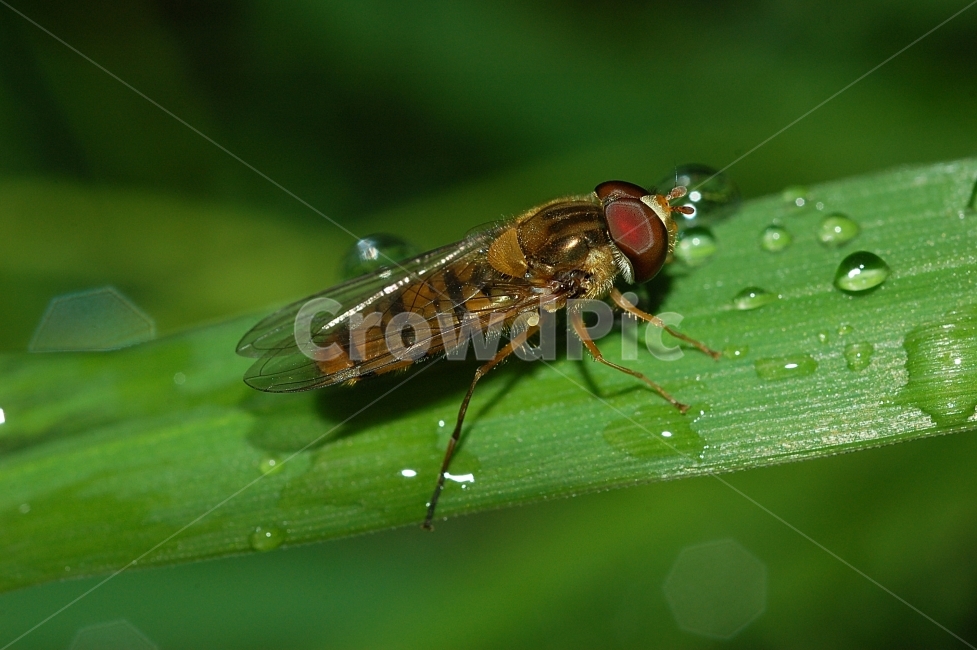 자연,곤충,접사,벌레,근접촬영,Closeup,nature,insects,등에,초록,물방울,동물,animal,곤충,벌레,insect,bug