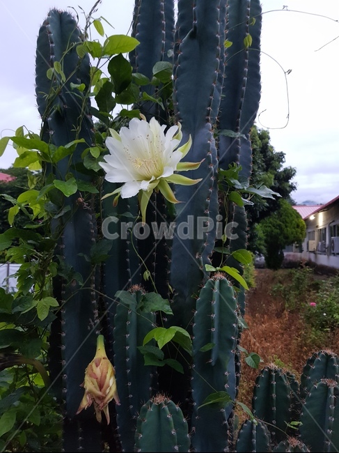 cactusflower,cereusforbesiiflower,cereusflower,선인장꽃,세레우스포베시꽃,선인장,키다리선인장꽃,인내,참음,오래참음,기다림