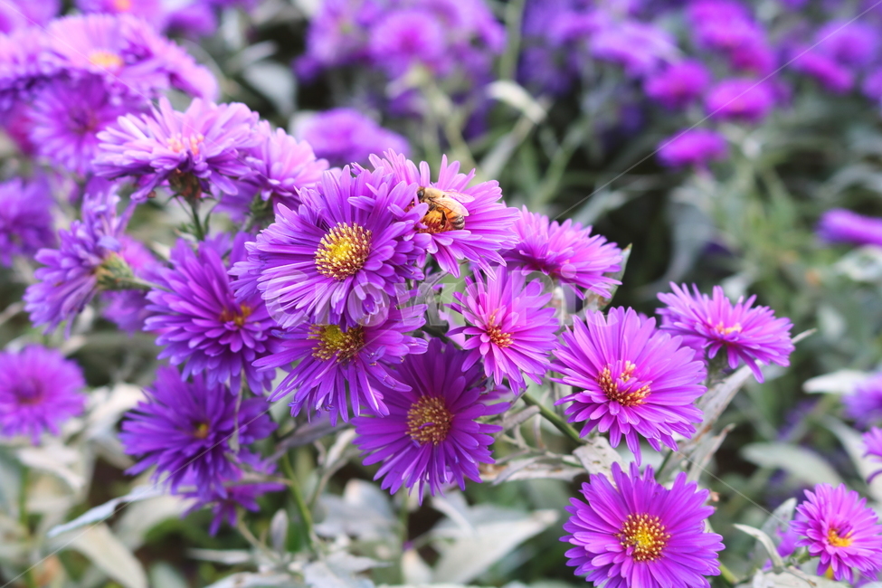 꽃,국화,국화꽃,식물,자연,소국화,야생화,벌,꿀벌,곤충,식물,자연,plants,nature,꽃,flower